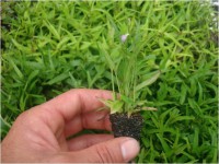 Chambá- Justicia Pectorallis